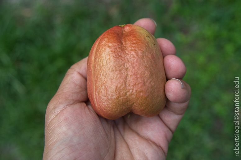 mystery fruit